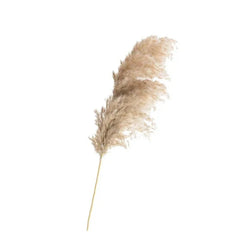 Dried Pampas Grass